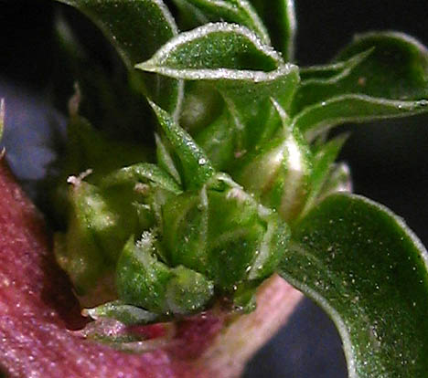 Photographs of Western New Mexico University Department of Natural Sciences and the Dale A. Zimmerman Herbarium (https://wnmu.edu/academic/nspages/gilaflora/amaranthus_blitoides.html)
